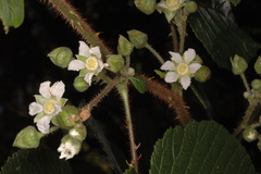 Rubus ellipticus